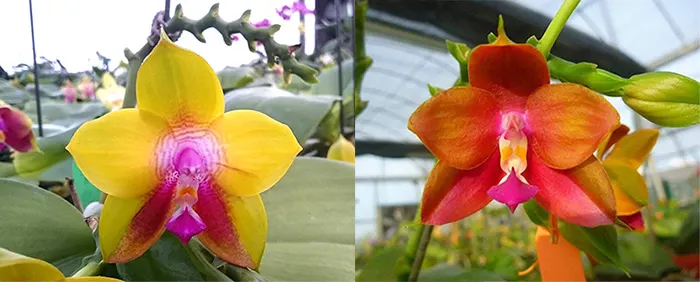 Phalaenopsis Ld's Bear King 'YK-7' x Dragon Tree Eagle '168'