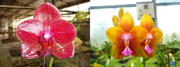Phalaenopsis Mituo Sun 'Mituo #1' x Ld's Bear King 'YK-14'