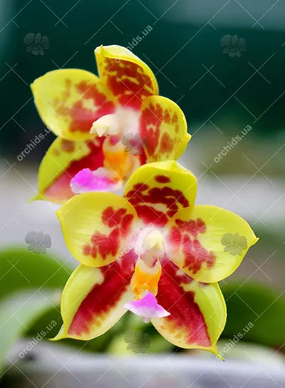 Phalaenopsis Chang Yi Green Giant x Yaphon Godboy