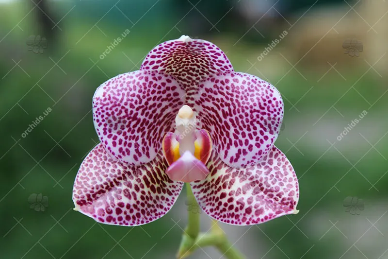 Phalaenopsis gigantea x Mituo Sun