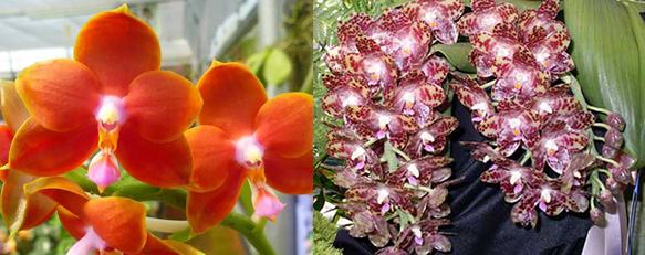 Phalaenopsis gigantea x Mituo Coral Mambonosa
