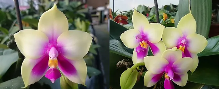 Phalaenopsis bellina 'LD' x bellina 'Lee'