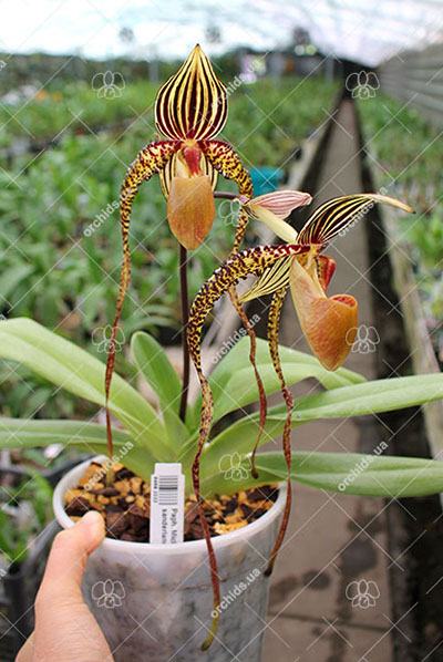 Paphiopedilum Michael Koopowitz x sanderianum