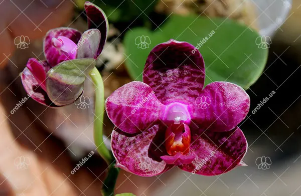 Phalaenopsis I-Hsin 'Spot Eagle'