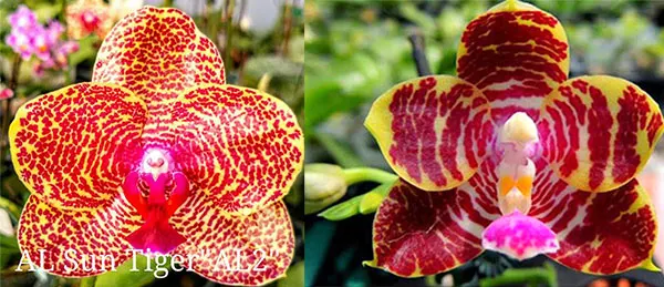 Phalaenopsis AL Sun Tiger x Zheng Min Tyrannosaurus