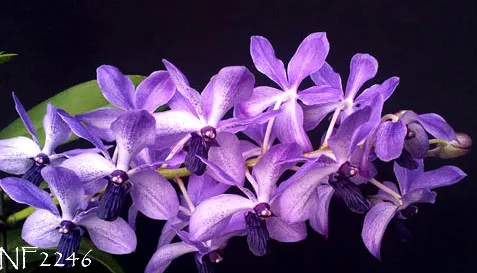 Phalaenopsis Kenneth Schubert x Rhynchovanda 'Thailand'