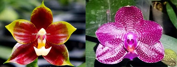 Phalaenopsis Al Green Eagle x Mituo Sun