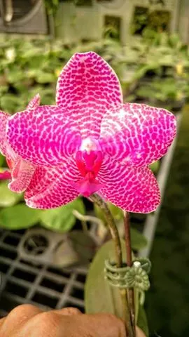 Phalaenopsis Al Green Eagle x Mituo Sun