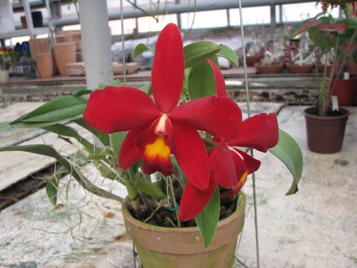 Sophrocattleya Wendy's Redstone 'Precious'