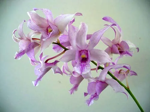 Dendrobium Channel