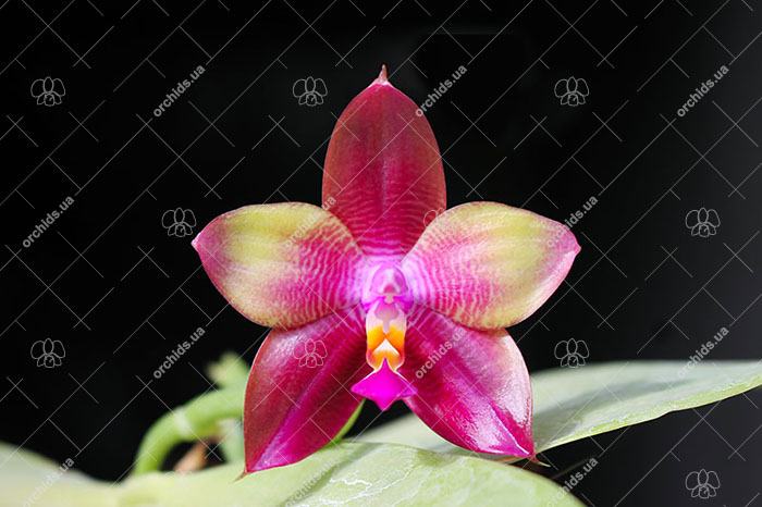 Phalaenopsis LD Emerald Bear x LD Double Dragon