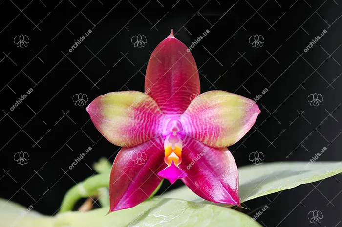 Phalaenopsis LD Emerald Bear x LD Double Dragon