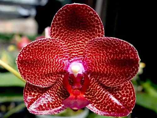 Phalaenopsis Ching Her Buddha x Mituo Sun