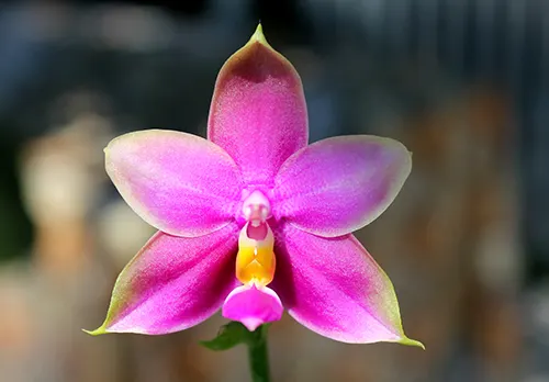 Phalaenopsis LD's Bear Queen x violacea blue