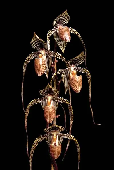Paphiopedilum Shin Yi Isabel x rothschildianum