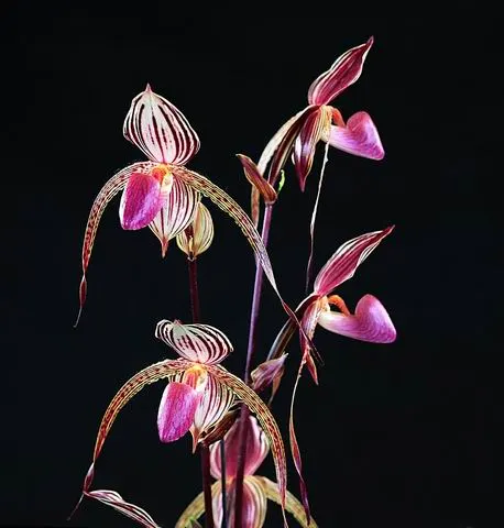Paphiopedilum Lady Isabel x Susan Booth