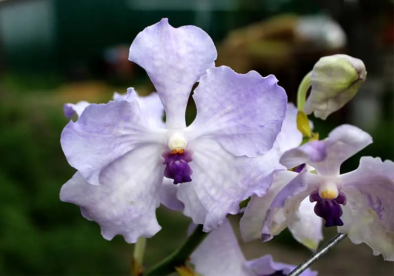 Vanda Kanchana Lavender Mist