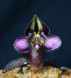 Paphiopedilum rungsuriyanum