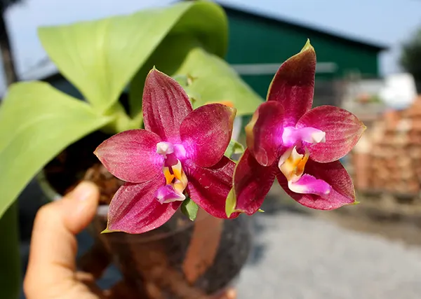 Phalaenopsis Mituo King Bellina