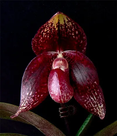 Paphiopedilum bellatulum x anitum