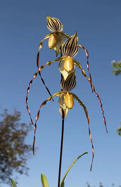 Paphiopedilum Lady Isabel x St Swithin