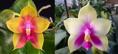 Phalaenopsis Mituo Prince x bellina