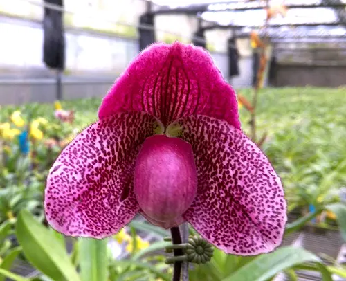 Paphiopedilum Cocoa Red x Impulser