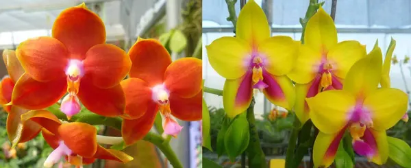 Phalaenopsis Mituo Coral Mambonosa x LD's bear Queen