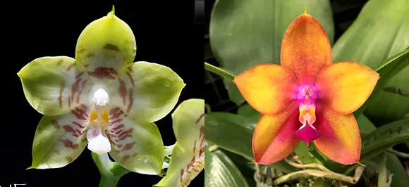 Phalaenopsis Lyndon Reflex x LD's Bear King