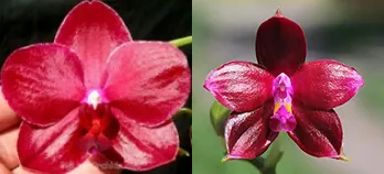 Phalaenopsis Yuda Red Blood x Chingruey's Fancy