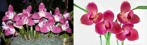 Lycaste Petit Devil (Rapsberry 'Red' x Chita Parade 'Red')