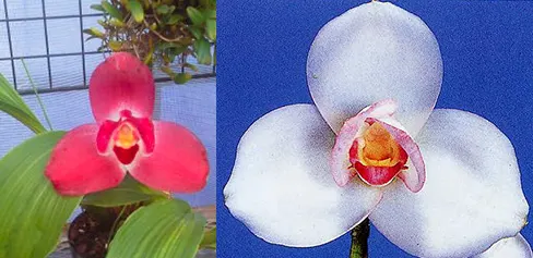 Lycaste Sumiyoshi (Chita Parade 'Wine Red' 4N x Shoalhaven 'Kyoto' 4N)