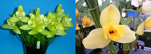 Lycaste Kamigamo ((Leo x Imshootiana) x Mem Kageyuki Mito 'Yellow Fantasy')