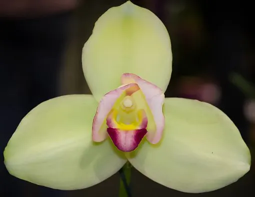 Lycaste Mount Hiei (Mount Hira x Shoalhaven 'Kobe')