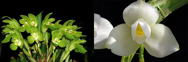 Lycaste Andromeda (nana x Sunray 'Odette')