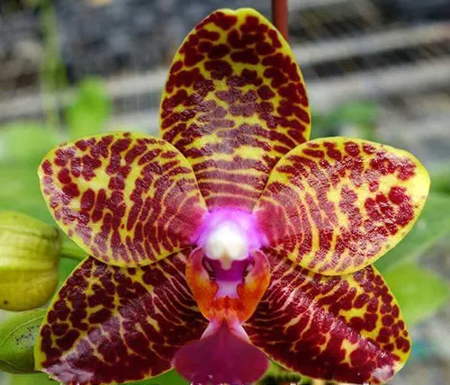 Phalaenopsis Sogo Pony x (Hymen x Sogo Kaiulani)