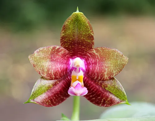 Phalaenopsis Dragon Tree Eagle 'DT' x tetraspis 'C#1'