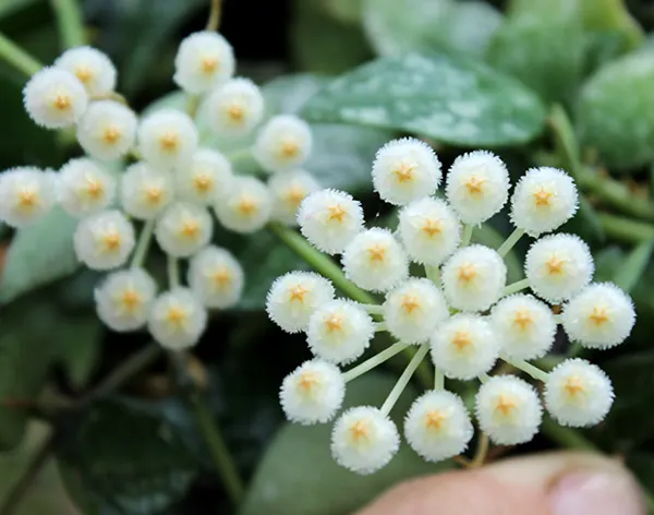 Hoya lacunosa 'Eskimo'