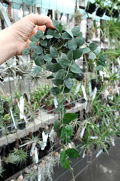 Hoya lacunosa 'Eskimo'