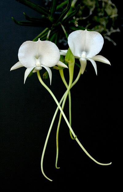 Angraecum scottianum