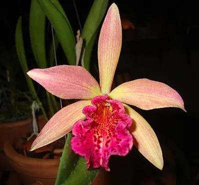 Brassolaeliocattleya Golden Tang 'H&amp;R'