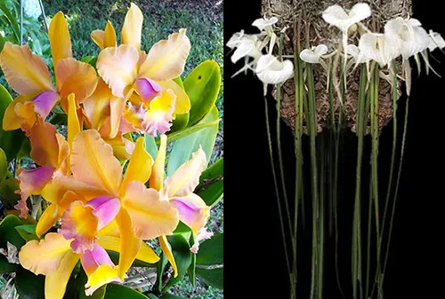 Brassolaeliocattleya Waikiki Gold 'Lea' x Brassavola acaulis