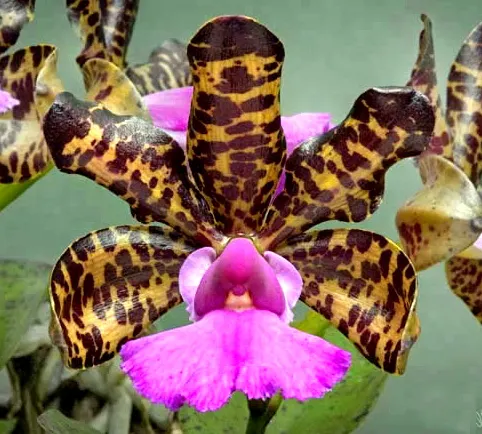 Cattleya aclandiae 'Oxente'