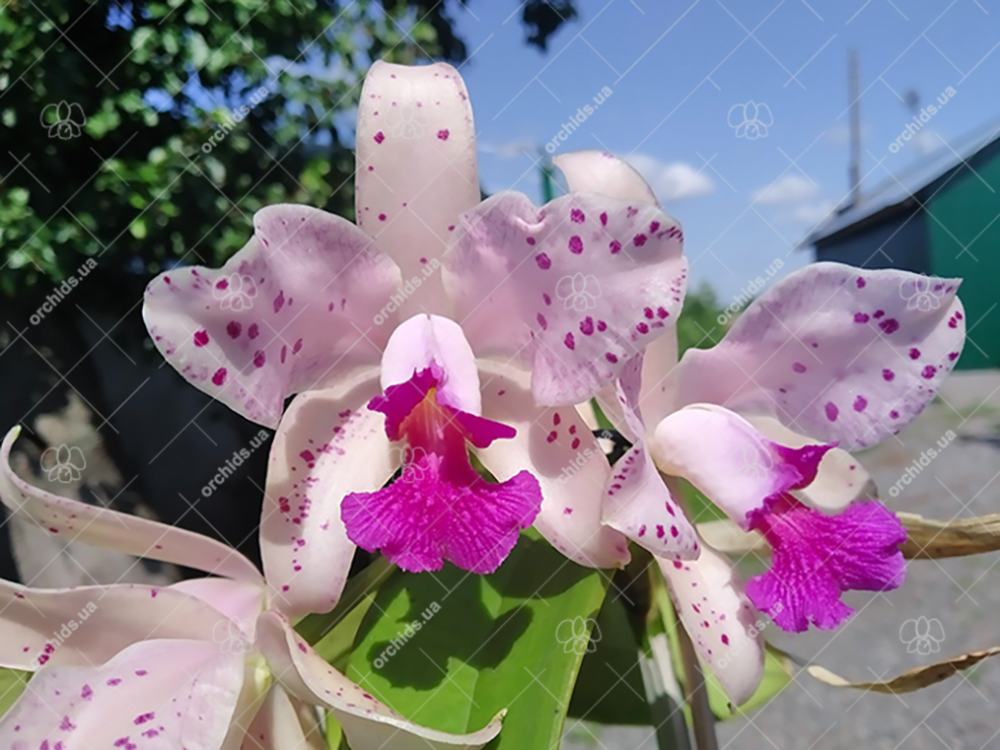 Cattleya amethystoglossa