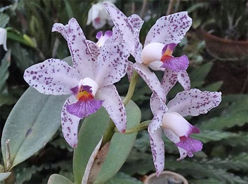 Cattleya amethystoglossa coerulea