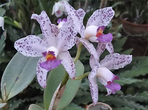 Cattleya amethystoglossa coerulea
