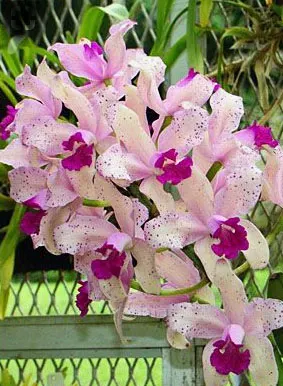 Cattleya amethystoglossa 'Colibri'