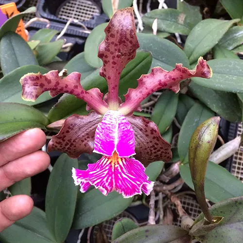 Cattleya schilleriana 'Binot' x 'Caliman'