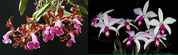 Cattleya schilleriana x violacea semi-alba