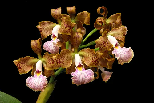 Cattleya velutina (RZ)